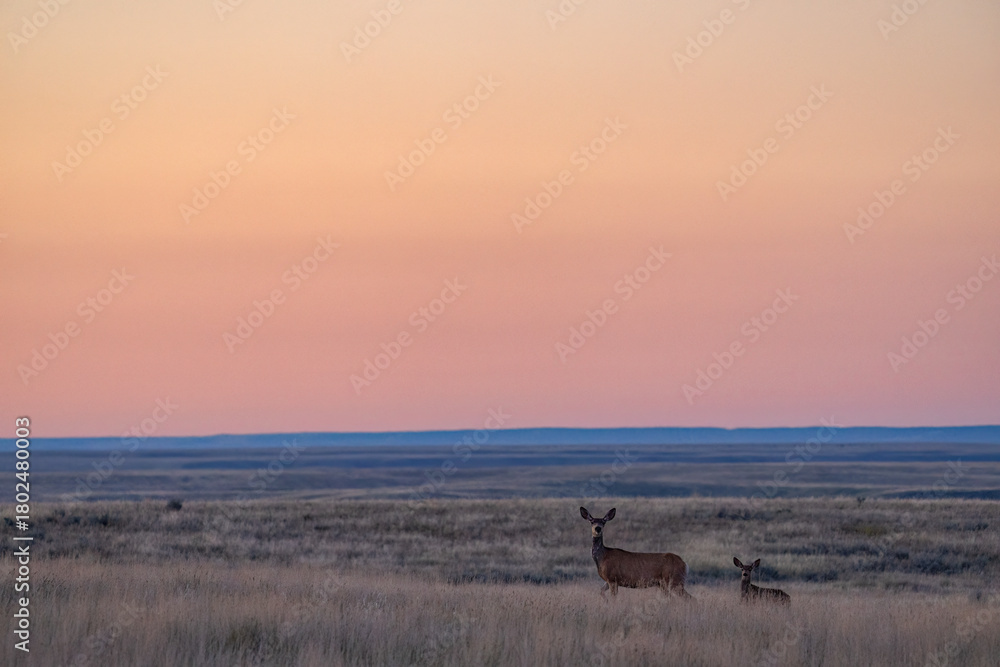 Fototapeta premium Deer at sunset on the prairies