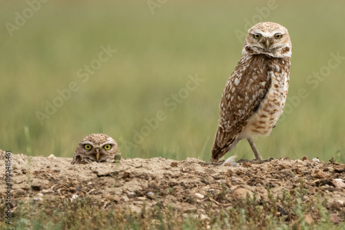 Burrowing owls