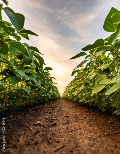 Green plants growing in fertile agricultural field at sunset