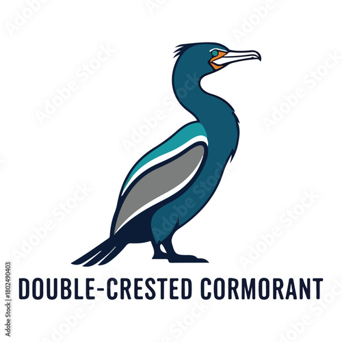 Double-crested Cormorant Bird Illustration
