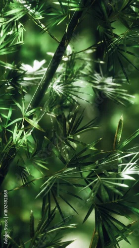 Vibrant bamboo leaves stretch upward in a dense forest, illuminated by soft, natural light filtering through surrounding trees. The tranquil atmosphere invites exploration.