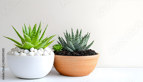 Two potted plants stand on white surface. Green succulents grow in ceramic pots. Agave sharp leaves. Houseplants add natural touch to modern interior decor