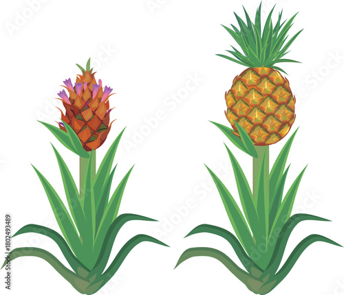Pineapple plant (Ananas comosus) with inflorescence and pineapple plant (Ananas comosus) with ripe pineapple fruit and green leaves isolated on white background	
