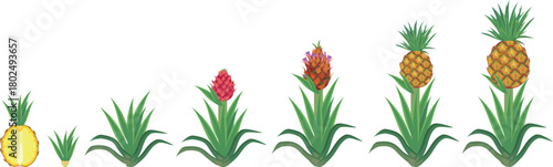 Pineapple plant (Ananas comosus) growth stages from young plant to mature fruiting plant with ripe pineapple fruit. Pineapple life cycle isolated on white background	