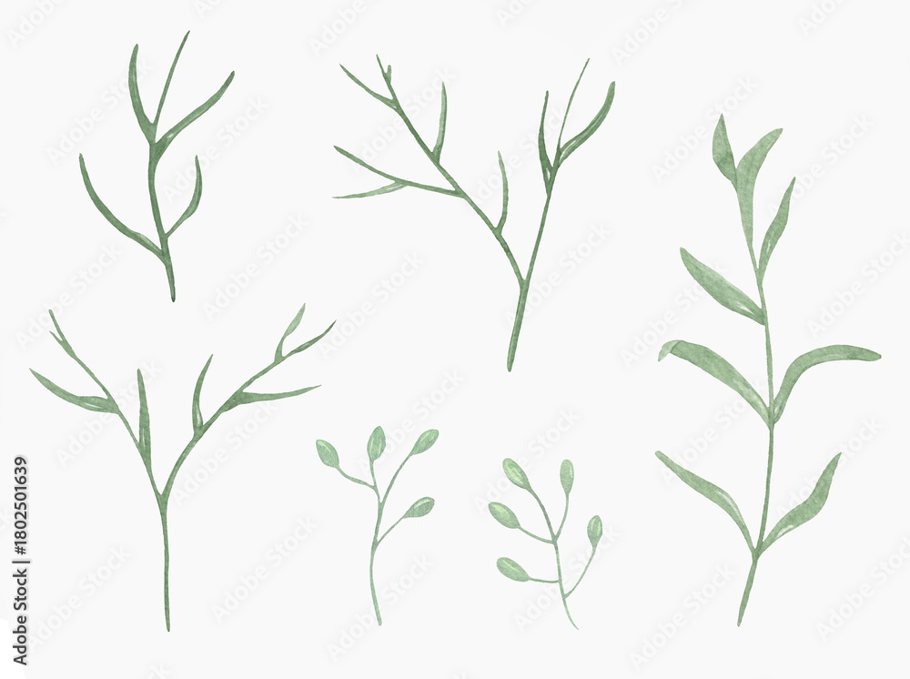 Fototapeta premium Watercolor Floral, watercolor green branches and leaves Illustration. Hand painted isolated on white background.
