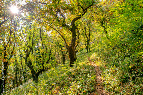 Fototapeta Naklejka Na Ścianę i Meble -  Castagneto