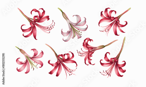 Scarlet red lilies painted in soft watercolor tones.
