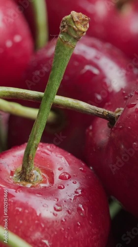 Vertical close up of ripe cherries with sticks and water drops rotating macro video