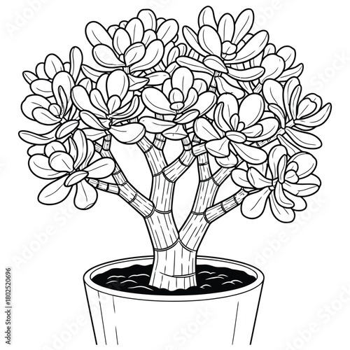 Detailed line art of a potted jade plant with thick leaves and segmented branches design