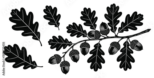 Detailed black and white illustration of oak branch with acorns and leaves isolated