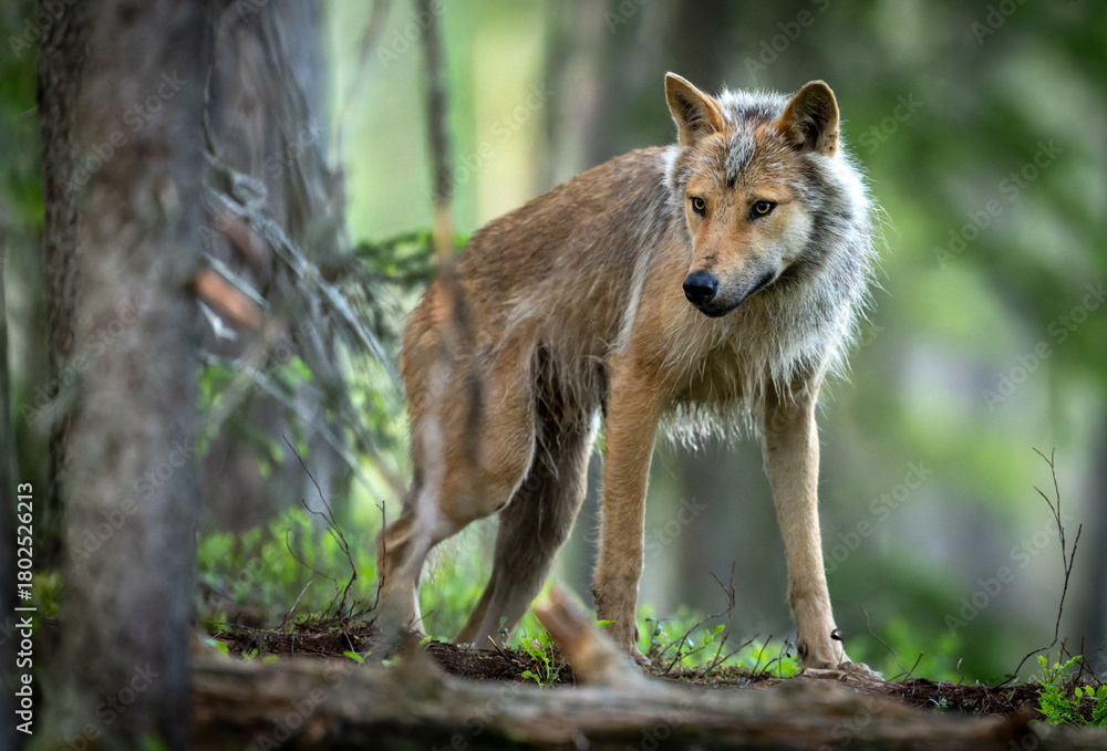 Obraz premium Grey wolf ( Canis lupus ) close up