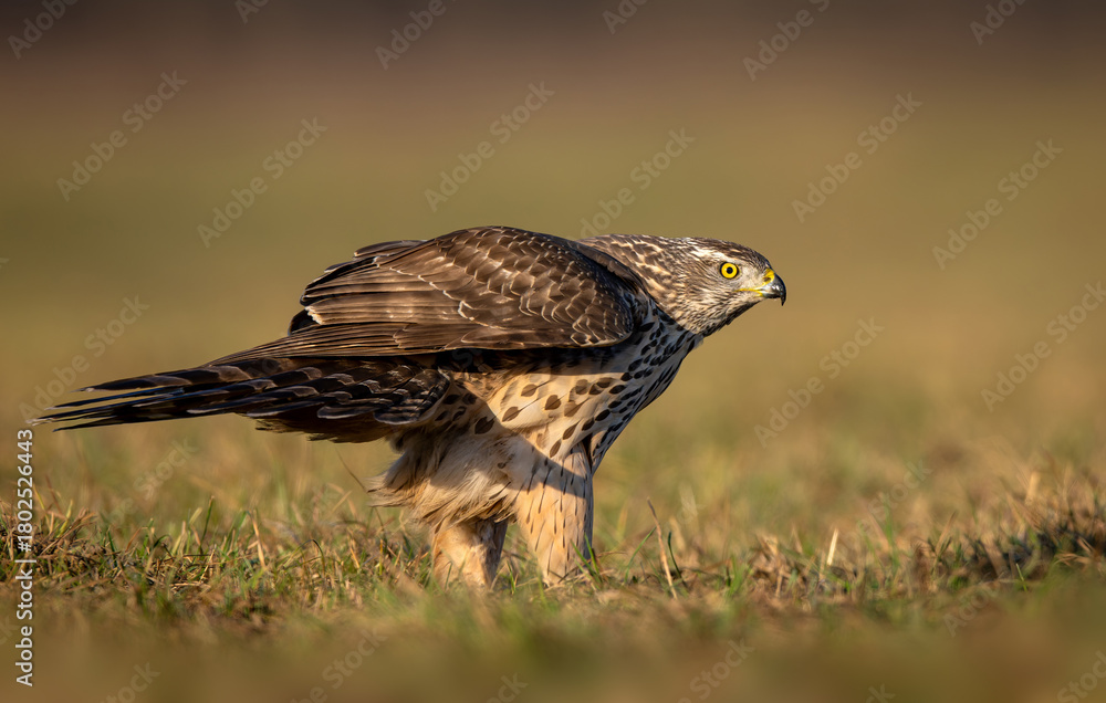 Fototapeta premium Northern goshawk bird ( Accipiter gentilis )