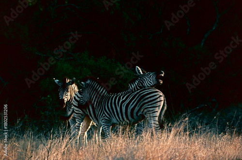 zebras in South Africa