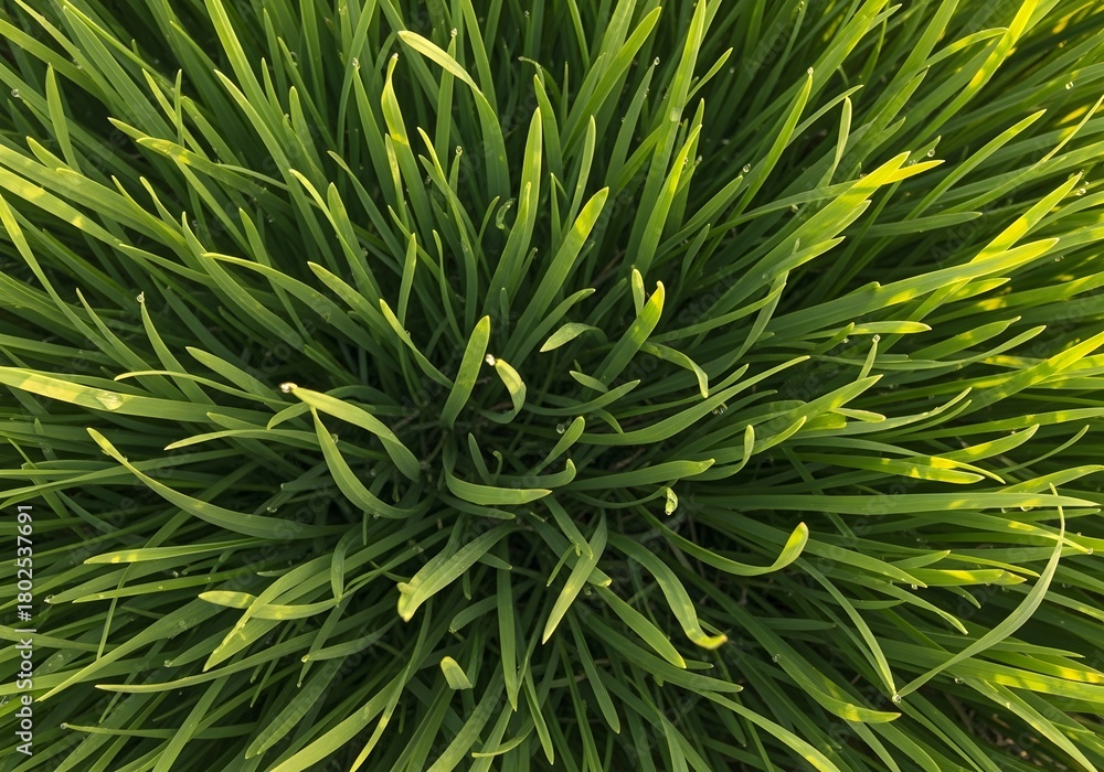 Fototapeta premium Yellow-green grass with detailed texture, ideal for rural backgrounds and seasonal designs.