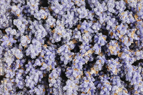 Background image: close-up texture of purple lavender flowers