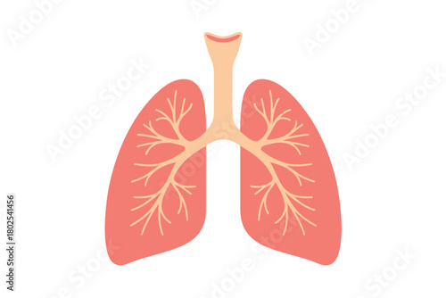 A simplified illustration of the human respiratory system including lungs and trachea.