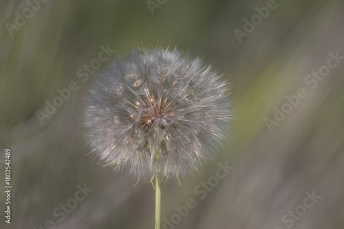 Dandelion in bloom