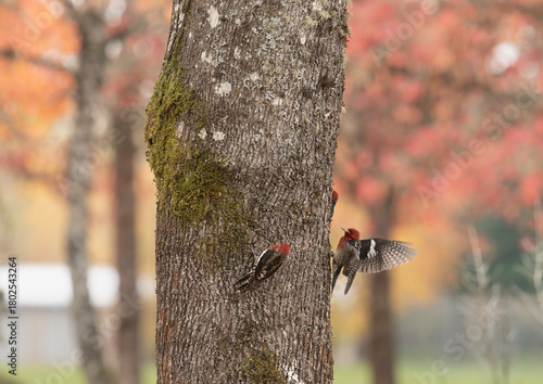 Red-breasted Sapsucker