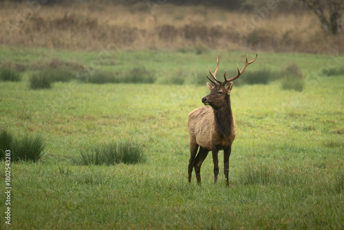 Roosevelt Elk bull