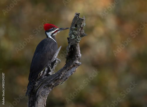 Pileated woodpecker portrait
