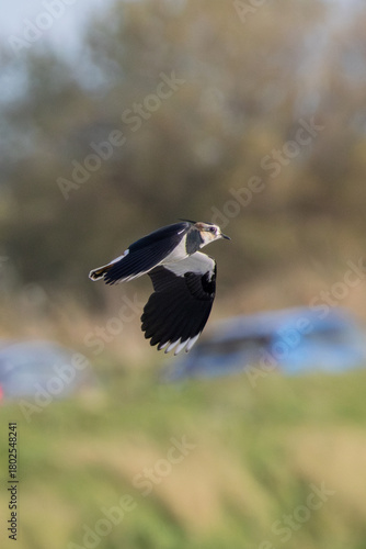 Wallpaper Mural Northern lapwing (Vanellus vanellus) common in European farmland and wet grasslands Torontodigital.ca