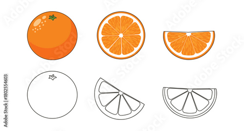 Colorful and black outline of whole, halved, and sliced oranges on white background