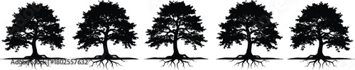 Five mature tree silhouettes with visible roots, nature illustration showing unity, growth, balance, seasonal contrast, black and white artwork concept