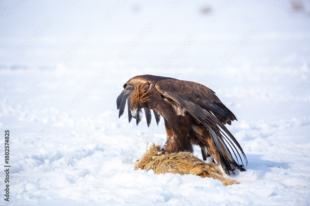Naklejka premium A large eagle caught a fox against a backdrop of snow. A bird of prey hunts its prey. A golden eagle sits in the snow, clinging to its prey. Falconry. A national tradition of Asia. Berkutchi,