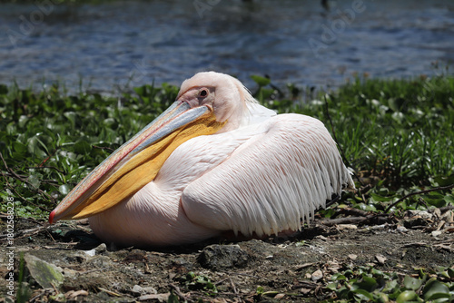 Pelican (Pelecanus) sits on the ground