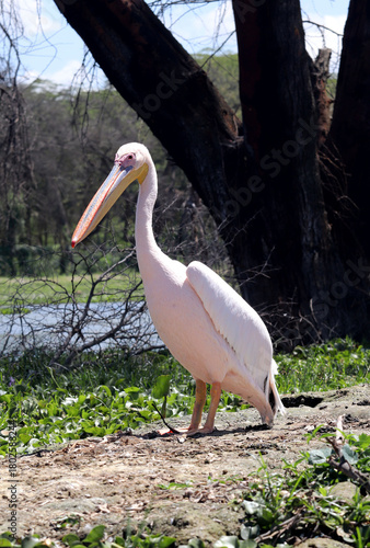 Pelican (Pelecanus)