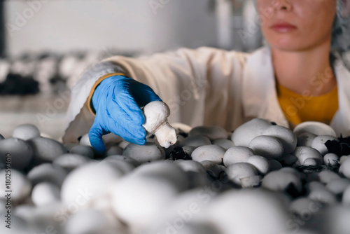 Female worker wearing blue gloves checks and collects samples of mature champignon mushrooms from shelves in an industrial farm for large scale mushroom cultivation