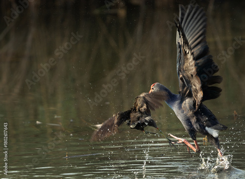 Grey-headed Swamphen and moorhen fight at Buhair lake, Bahrain