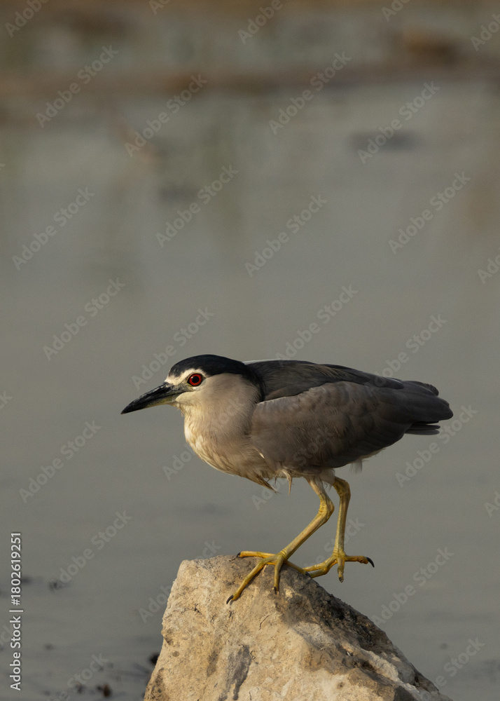 Fototapeta premium Black-crowned Night herons perched on rock at Tubli bay, Bahrain