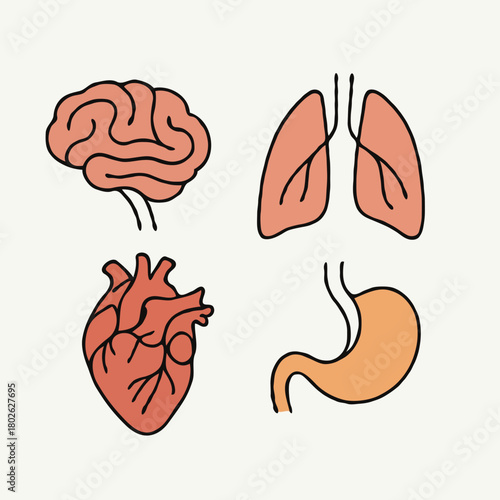 Human internal organs anatomy Collection. Illustration of Stomach, liver, heart, bladder, intestine, pancreas, kidneys, Lungs, pelvis, brain set. Symbol Line art, Outline Doodle icons drawing