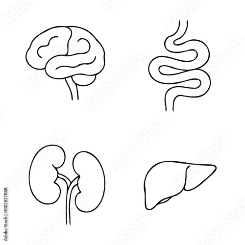 Human internal organs anatomy Collection. Illustration of Stomach, liver, heart, bladder, intestine, pancreas, kidneys, Lungs, pelvis, brain set. Symbol Line art, Outline Doodle icons drawing