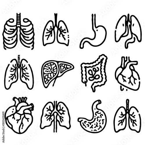 Human internal organs anatomy Collection. Illustration of Stomach, liver, heart, bladder, intestine, pancreas, kidneys, Lungs, pelvis, brain set. Symbol Line art, Outline Doodle icons drawing
