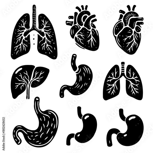 Human internal organs anatomy Collection. Illustration of Stomach, liver, heart, bladder, intestine, pancreas, kidneys, Lungs, pelvis, brain set. Symbol Line art, Outline Doodle icons drawing