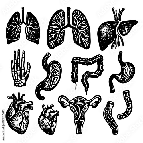 Human internal organs anatomy Collection. Illustration of Stomach, liver, heart, bladder, intestine, pancreas, kidneys, Lungs, pelvis, brain set. Symbol Line art, Outline Doodle icons drawing