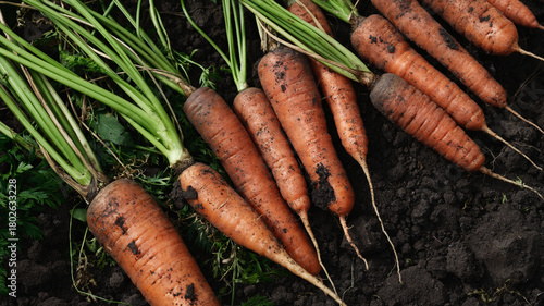 A pile of freshly harvested organic carrots. Close up.