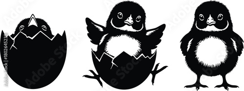 Cute baby chick hatching and standing black and white vector illustration of three stages of chick development 