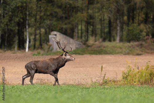 Fototapeta Naklejka Na Ścianę i Meble -  Jeleń szlachetny (Cervus elaphus), red deer