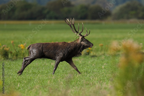 Fototapeta Naklejka Na Ścianę i Meble -  Jeleń szlachetny (Cervus elaphus), red deer