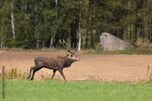 Fototapeta Naklejka Na Ścianę i Meble -  Jeleń szlachetny (Cervus elaphus), red deer