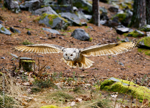 Bubo bubo is going to land