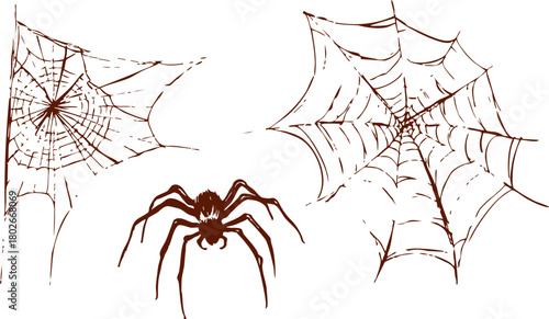 Hand drawn spider with detailed web in simple brown line art. Minimal vintage style vector illustration of spider shapes and web patterns.
