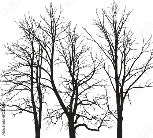 A silhouette of several bare trees with intricate branches against a stark white background in winter time