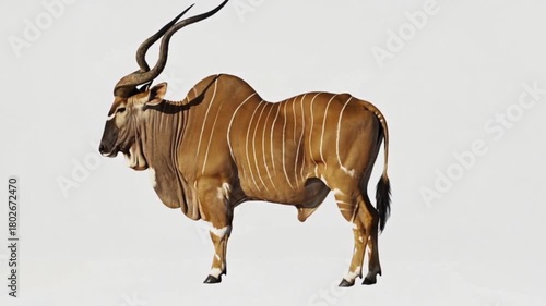 Big male antelope moving a little