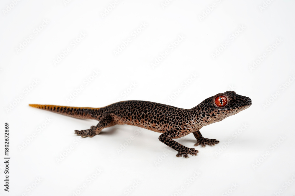 Naklejka premium Golden spiny-tailed gecko, golden-tailed gecko // Goldschwanzgecko, Drüsenschwanzgecko (Strophurus taenicauda) - Australia