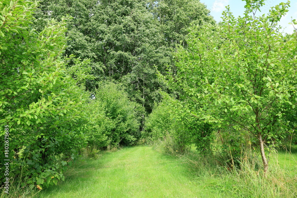 Fototapeta premium Very green garden and lawn. Nature one Swedish summer day in July. Greenery.