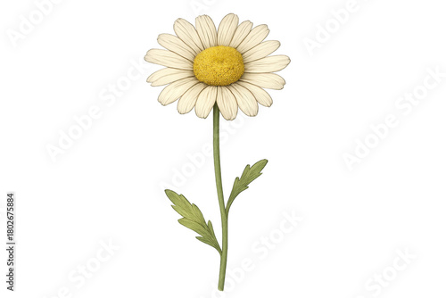 Wallpaper Mural Daisy flower with white petals and yellow center on stem, growing with green leaves, transparent background Torontodigital.ca